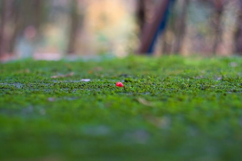 eine rote Beere im Moos