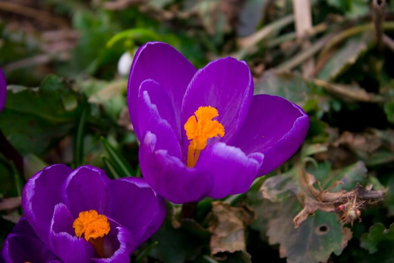 Krokusblüten