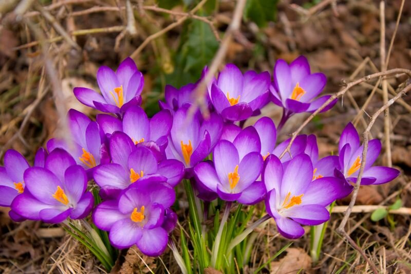 eine Gruppe Krokusse