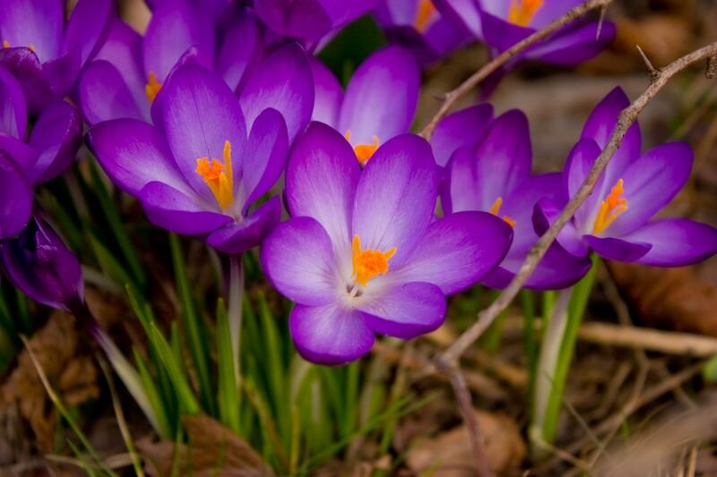 Krokusblüten