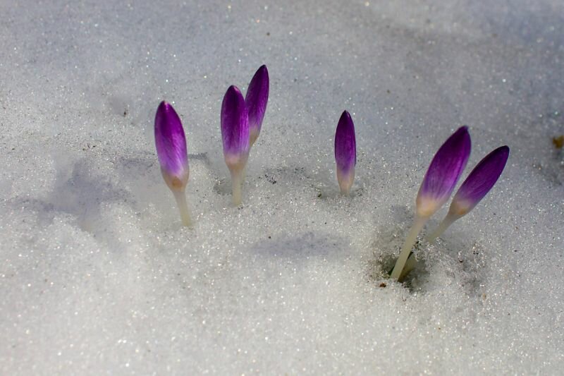 Krokusse im Schnee