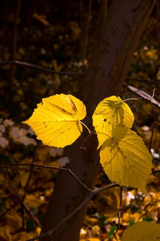 drei Herbstblätter