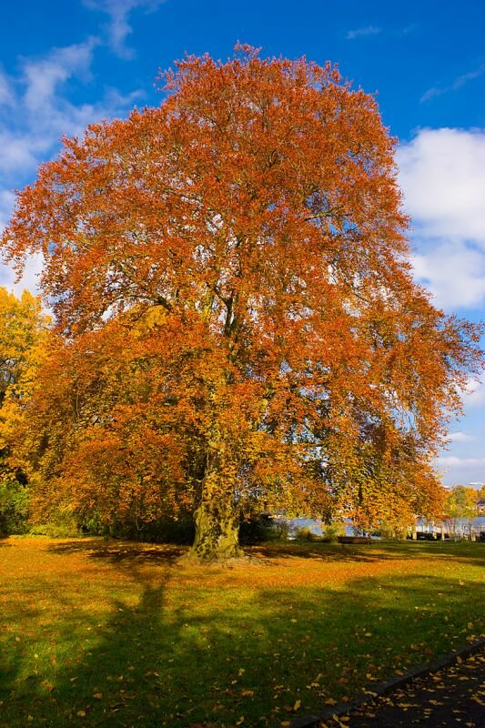 bunter Baum im Herbst