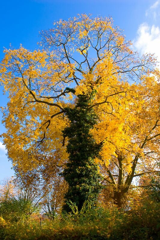 ein herbstlicher Baum mit Efeu