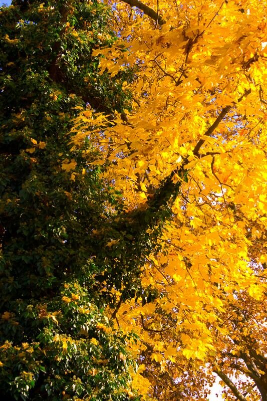 Efeu und gelbes Herbstlaub