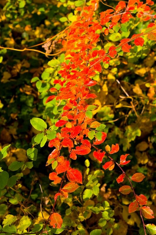 rot gefärbte Blätter im Herbst an einem Strauch