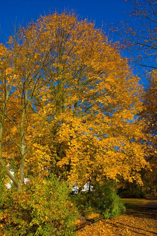 Herbst im Park