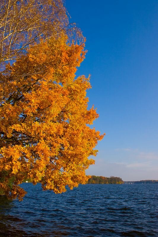 Herbstlaub an einem Seeufer