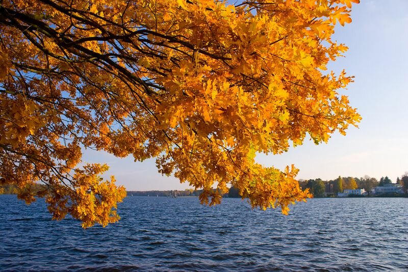 Herbstlaub an einem Seeufer