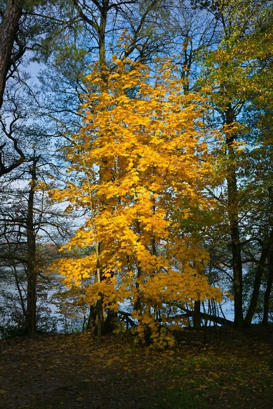 Herbstlaub von der Sonne angestrahlt