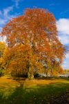 003-baum-bunt-herbst.jpg