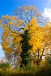 004-baum-herbst-efeu.jpg