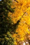 005-efeu-herbstblaetter.jpg