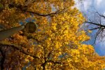 010-herbst-laterne.jpg