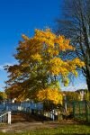 023-baum-herbst.jpg