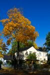 025-haus-baum-herbst.jpg