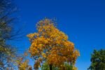 026-herbst-baum.jpg