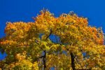 031-herbstbaum.jpg