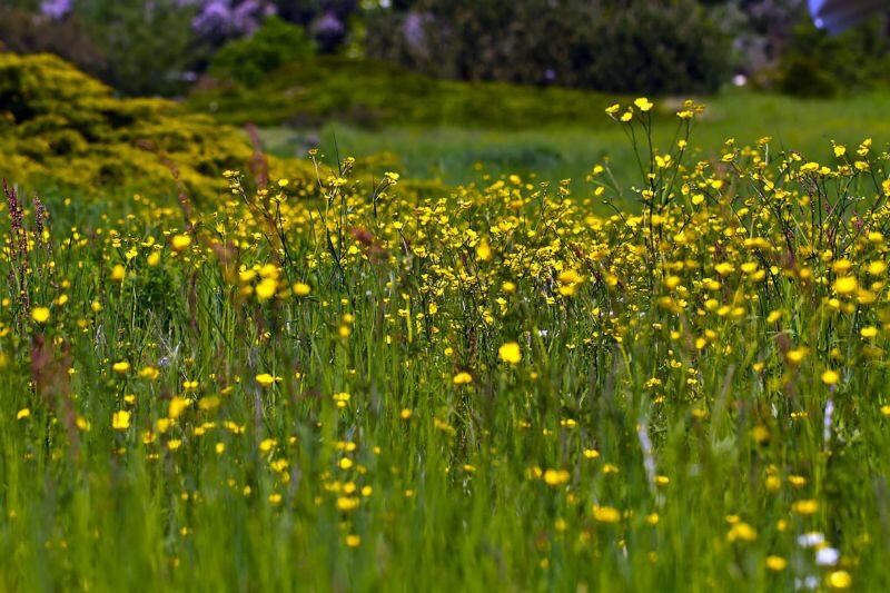 eine Sommerwiese