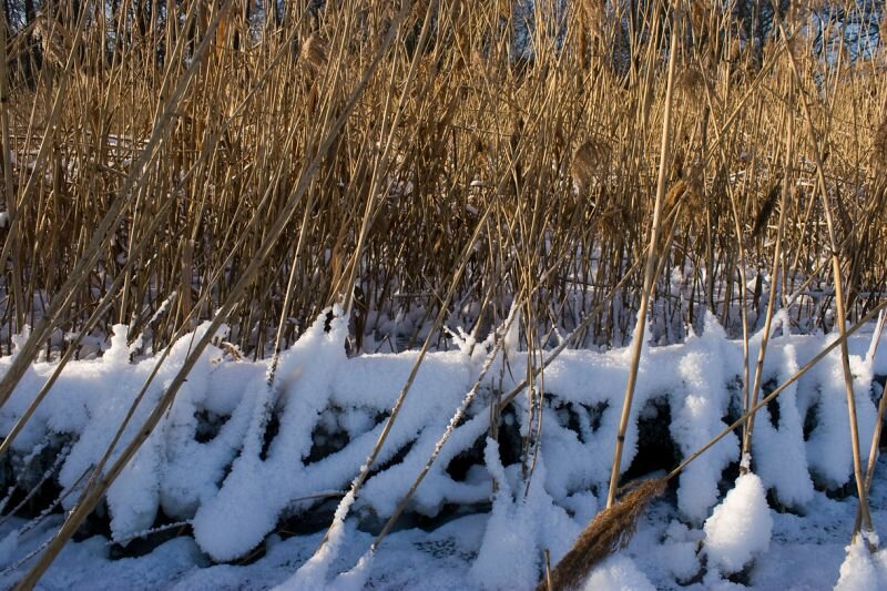 Schilf im Schnee