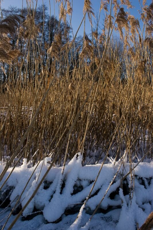 Schilf im Schnee