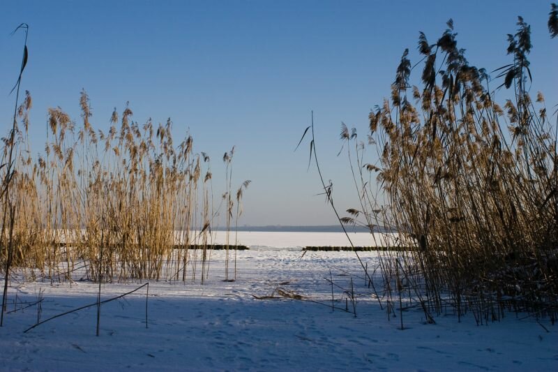 der Schilfgürtel am zugefrorenen Müggelsee