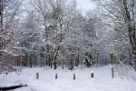 045-winterwald.jpg