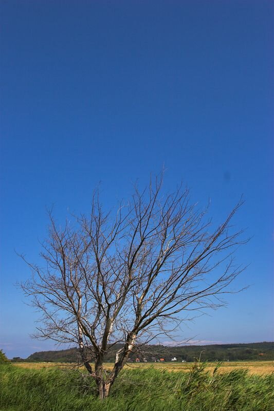 ein toter Baum