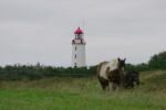 059-Pferde-und-im-Hintergrund-der-Leuchtturm.jpg