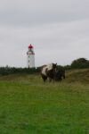 113-Pferde-und-der-Leuchtturm.jpg