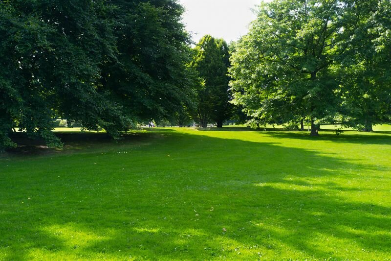 eine grüne Wiese in einem Park