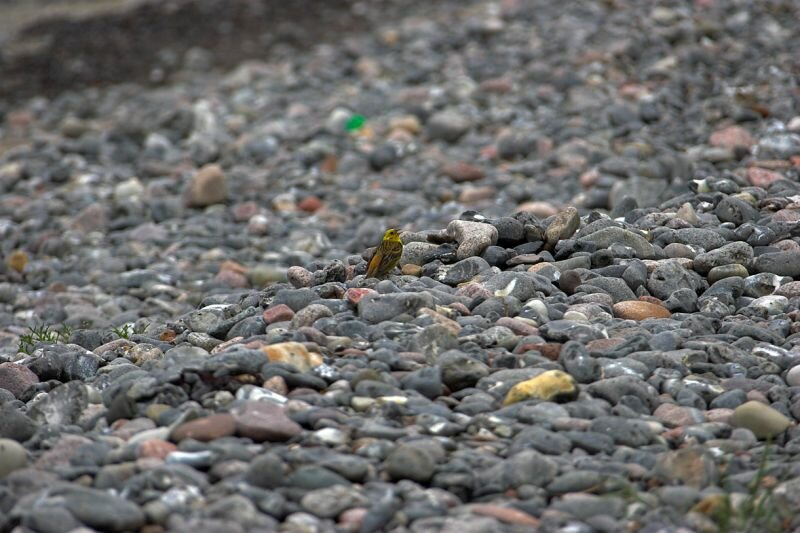 ein Vogel am Steinstrand