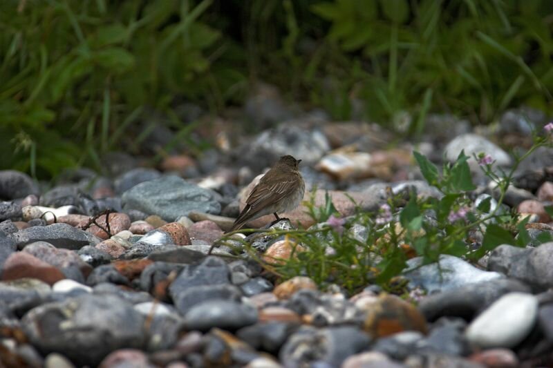 ein Vogel zwischen den Steinen des Ostseestrandes