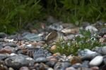 018-ein-Vogel-zwischen-den-Steinen-des-Ostseestrandes.jpg