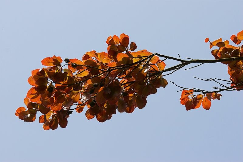 Herbstblätter (Rotbuche, genauer eine Blutbuche)