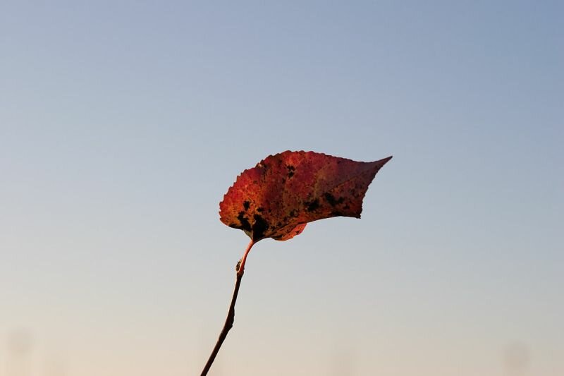 ein einzelnes Herbstblatt