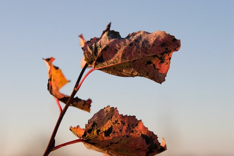 Herbstblätter