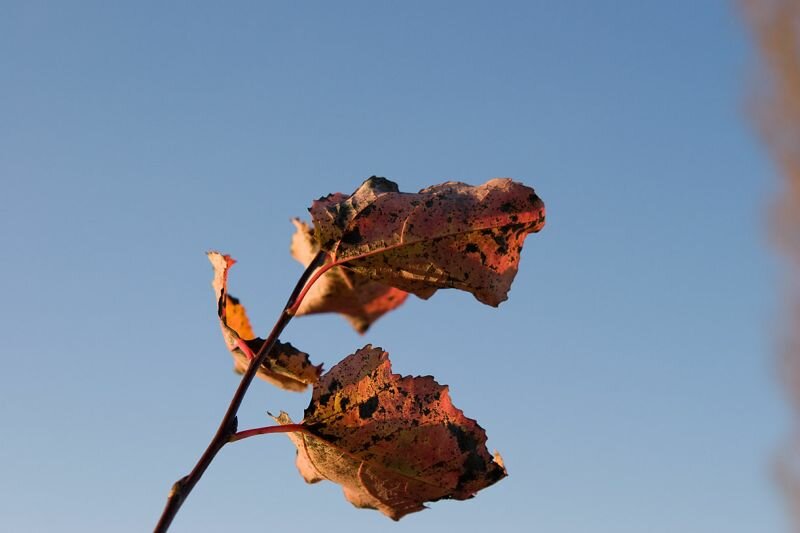 Blätter im Herbst