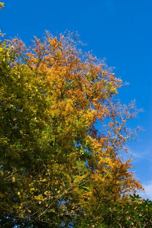 vom Herbst eingefärbte Blätter an einem Baum