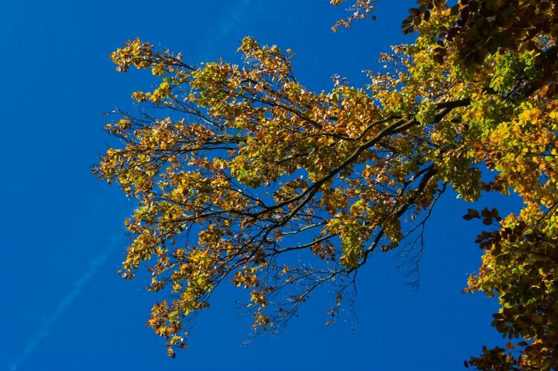 Herbstliche Blätter