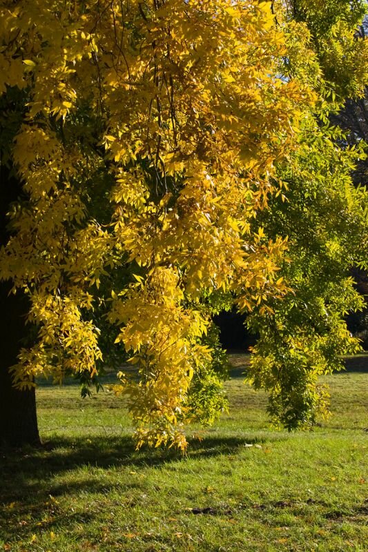 Herbstlaub