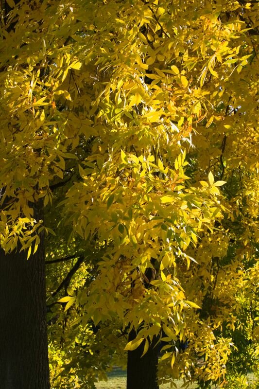 gelbe Blätter im Herbst