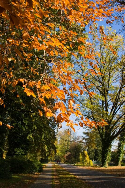 herbstlich gefärbter Baum