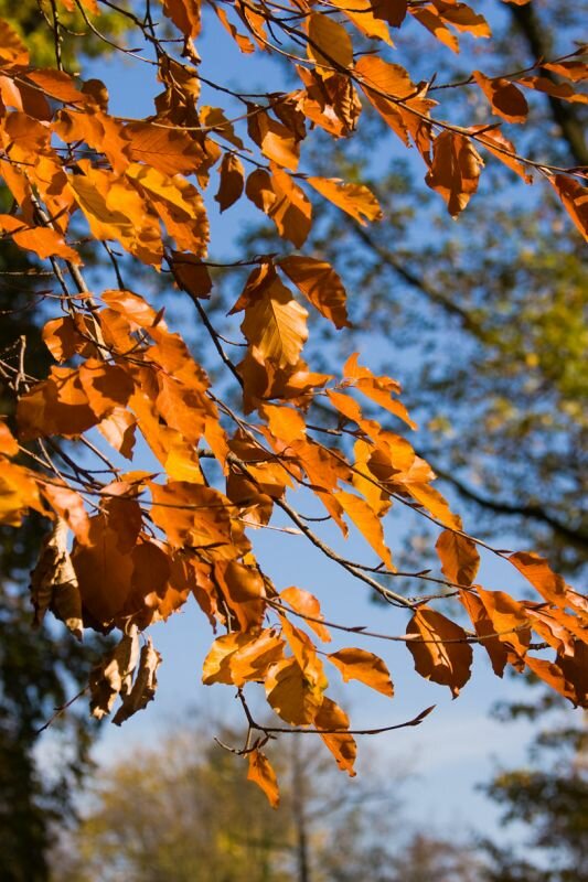 rötliche Blätter im Herbst (Rotbuche)