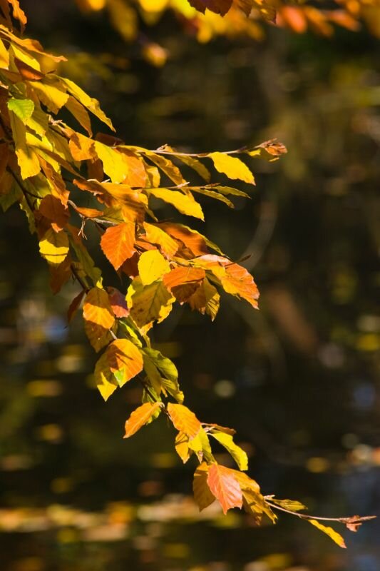 Herbstblätter