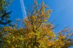 008-Herbstlaub-an-einem-Baum.jpg