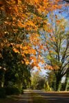 012-herbstlich-gefaerbter-Baum.jpg