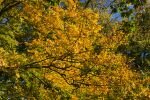 022-Blaetter-im-Herbst.jpg