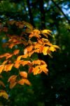 028-herbstblaetter.jpg