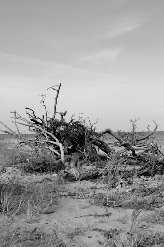 Baumrest am Strand